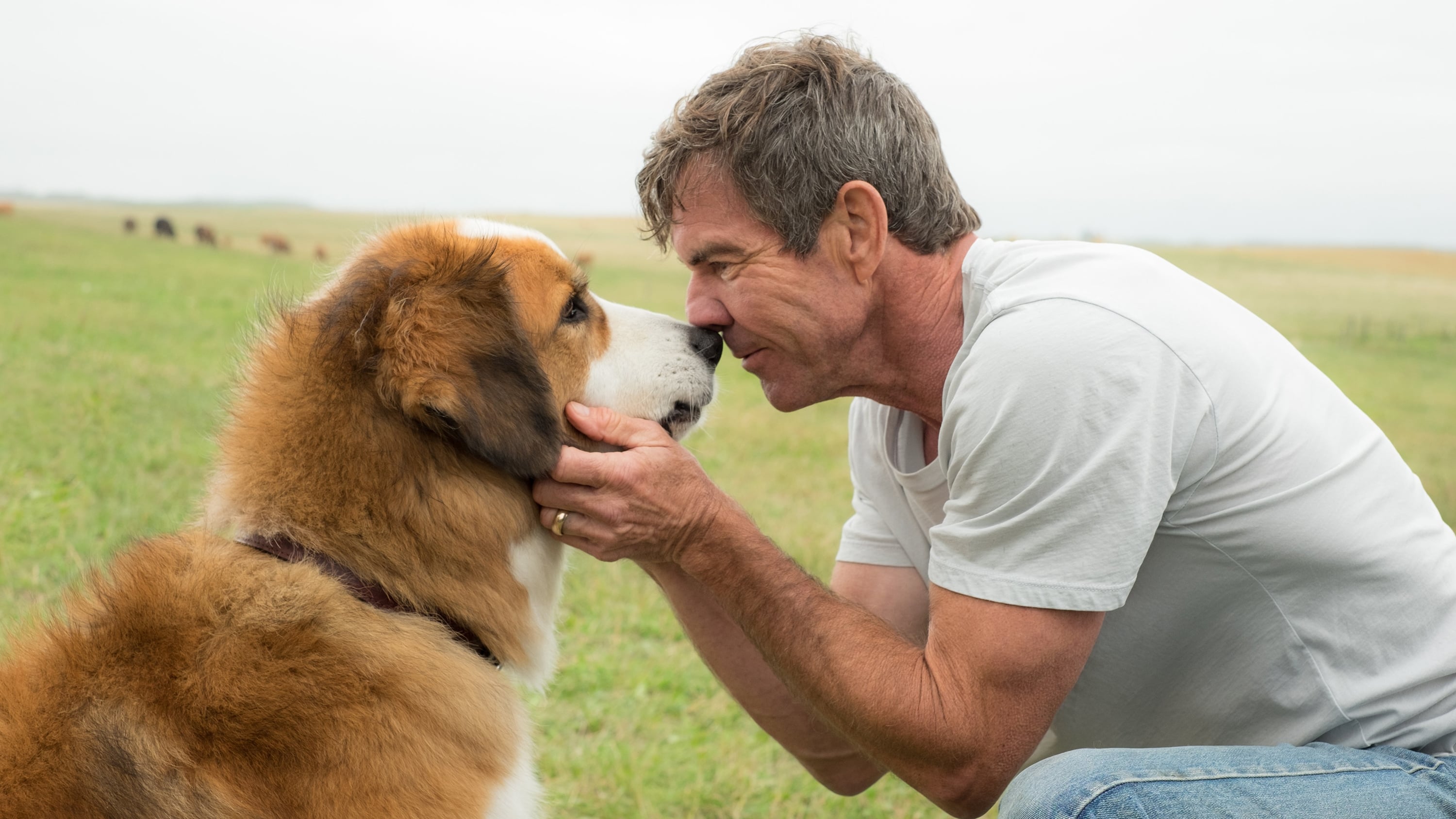 Mục đích sống của một chú chó - A dog's purpose