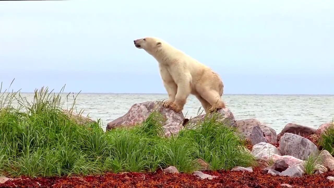 Gấu Bắc Cực - Polar Bears: A Summer Odyssey