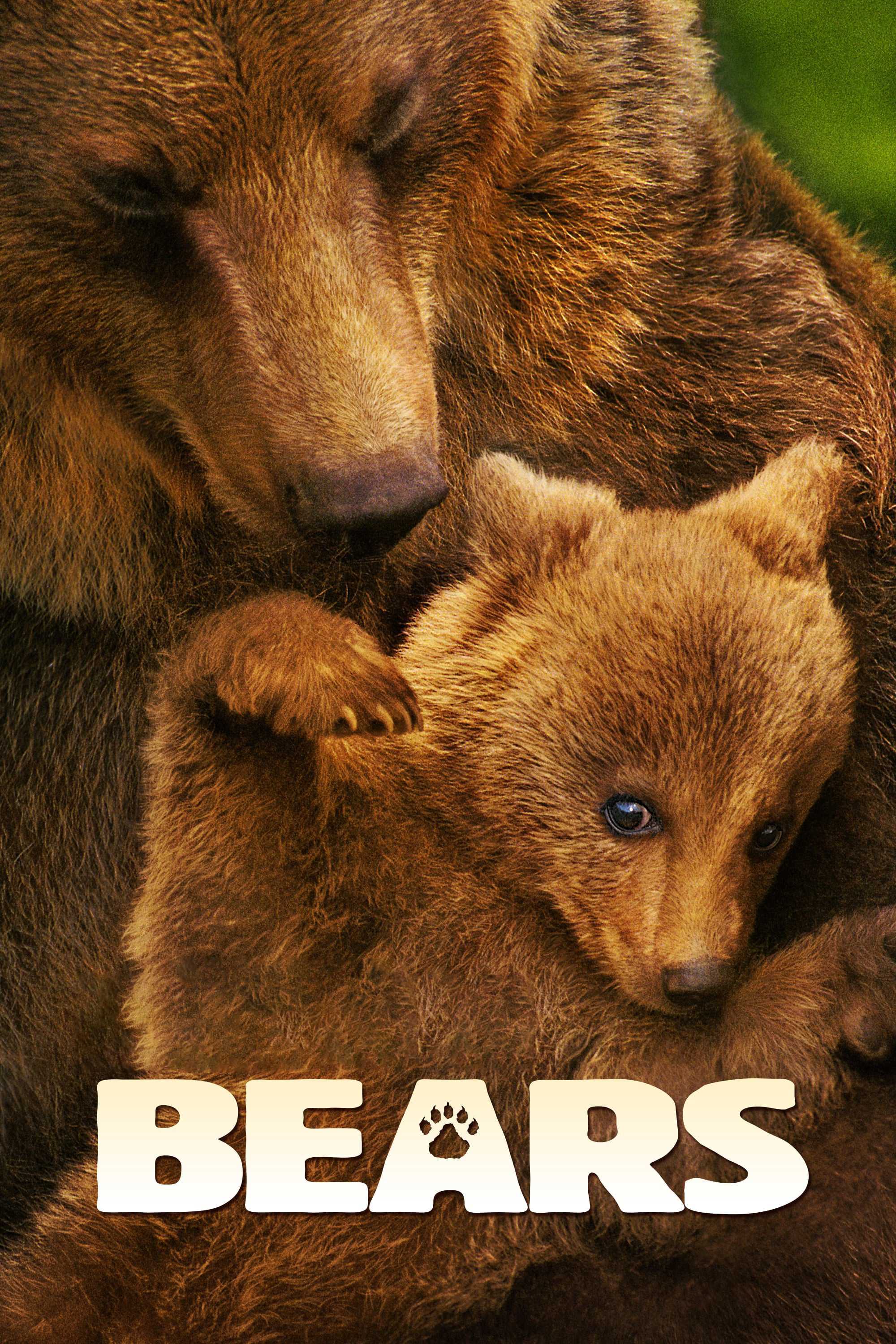 Bears - Bears