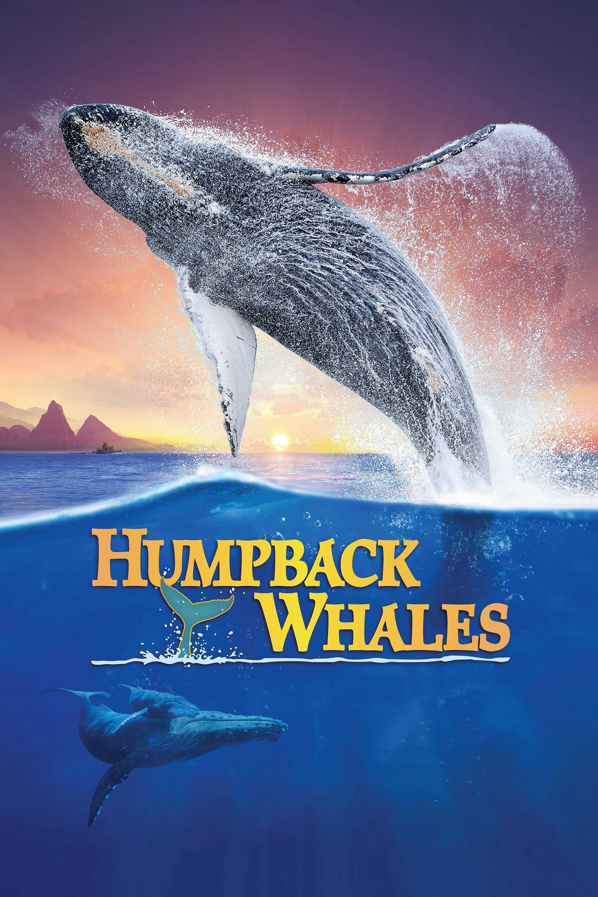 Cá Voi Lưng Gù - Humpback Whales