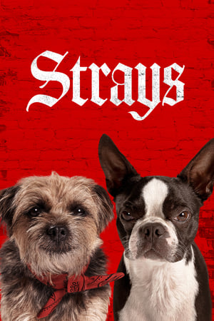 Những Chú Chó Bụi Đời - Strays