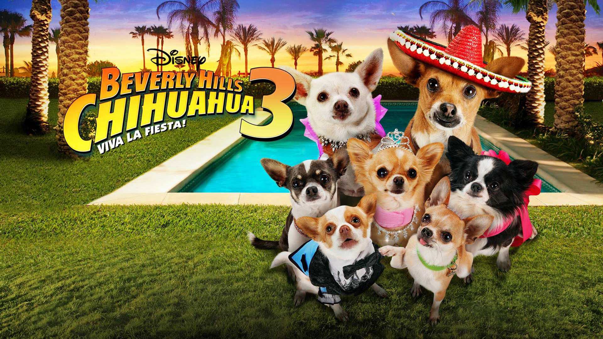 Xem Phim Những Chú Chó Chihuahua 3 - Beverly Hills Chihuahua 3: Viva la Fiesta! 2011