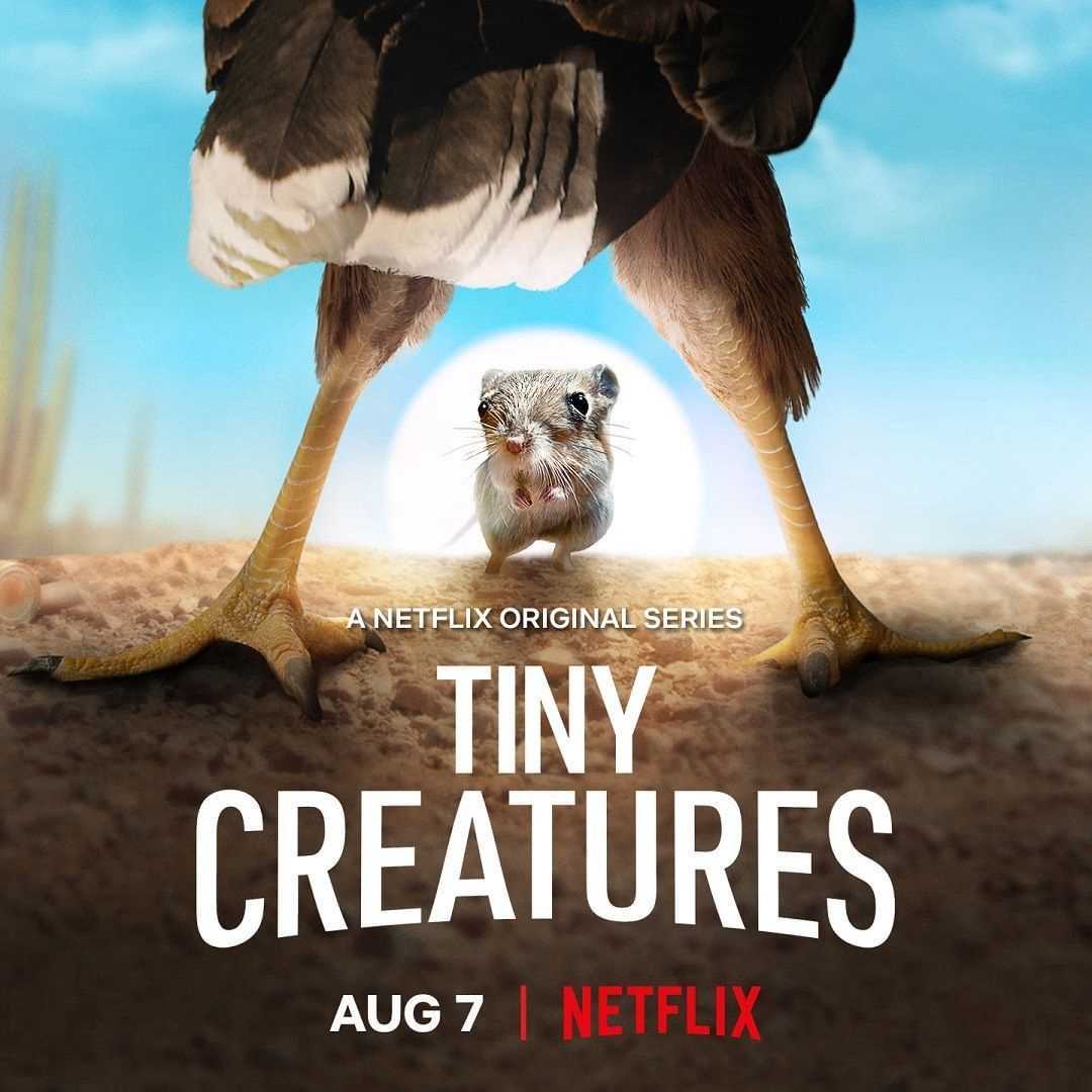 Những sinh vật tí hon - Tiny creatures