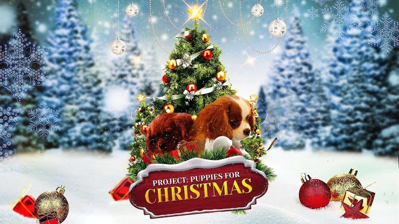 Xem Phim Quà Giáng Sinh Bất Ngờ - Project: Puppies for Christmas 2018