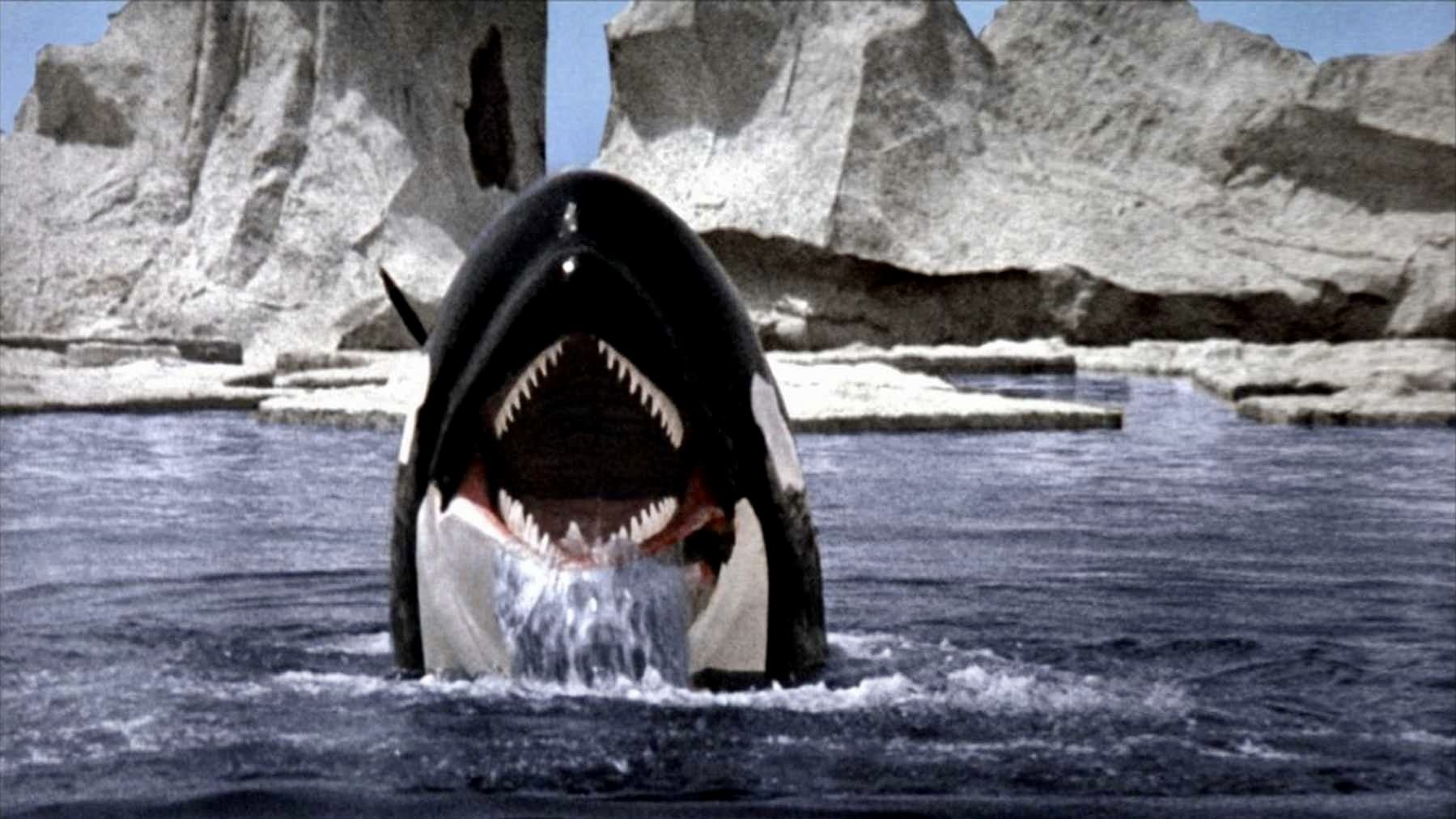 Cá voi nổi giận - Orca