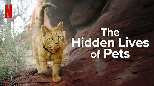 Xem Phim Cuộc sống bí mật của thú cưng - The Hidden Lives of Pets 2021